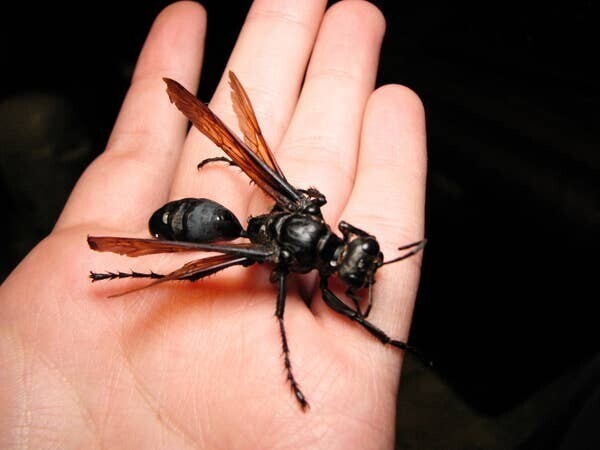 Это паучья оса - животное с самым болезненным укусом на Земле