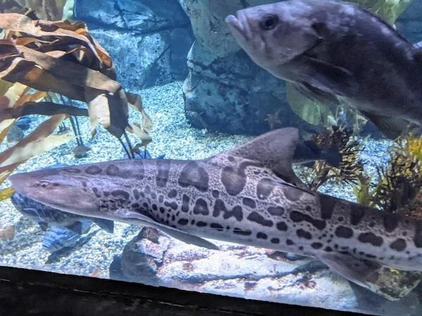 10. "Эта калифорнийская тройнозубая акула в аквариуме говорит "I AM" (я есть)"