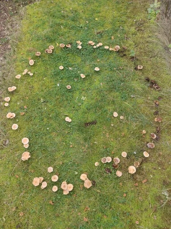 5. "Наткнулся сегодня на грибы, которые растут по кругу"