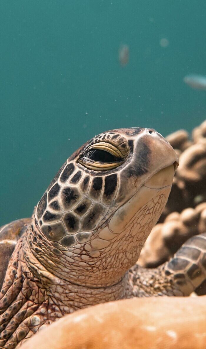 Дайвер сделал фото черепахи на Мальдивах