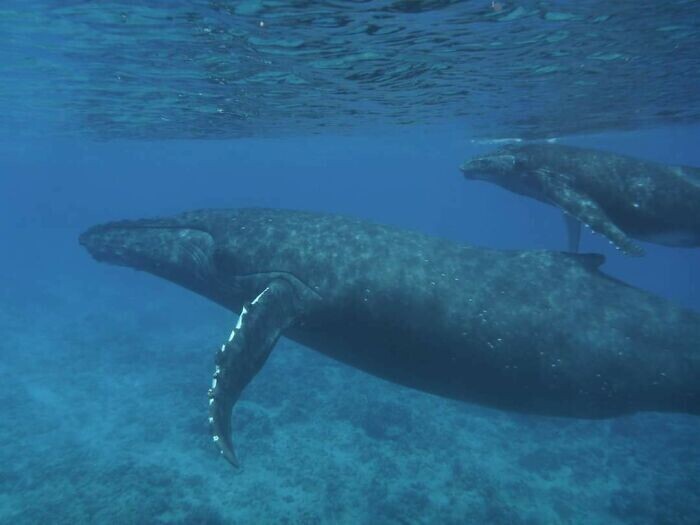 "Встреча с китами под водой - один из самых незабываемых моментов моей жизни"