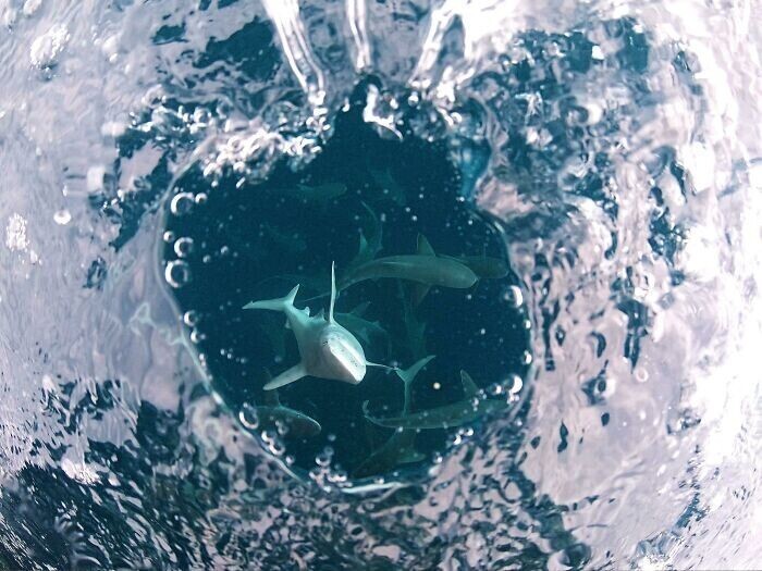 "Во время плавания с серо-голубыми и галапагосскими акулами, я поднимался из воды, но моя камера еще осталась там на ремне. В этот момент акула приняла камеру за еду, и направилась к ней. Получилось такое фото"