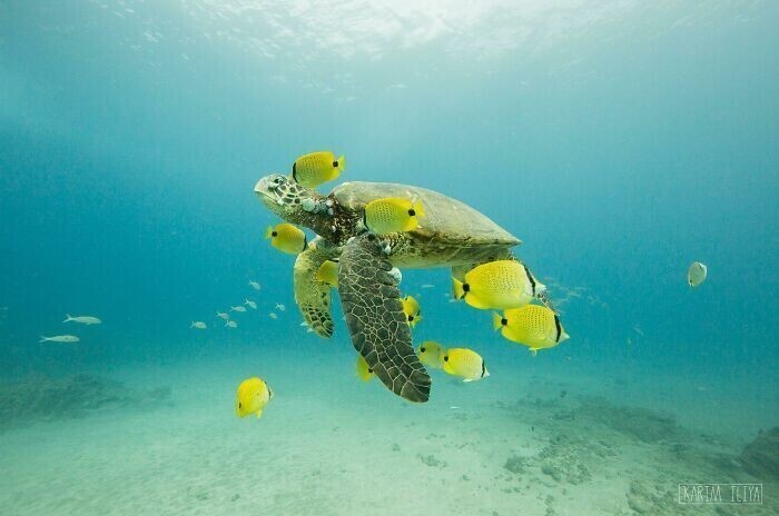 Зелёная черепаха с друзьями-рыбками на Гавайях