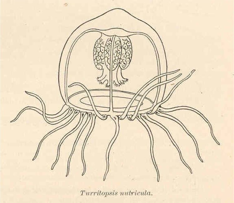 Учёные впервые нашли ключ к бессмертию медуз