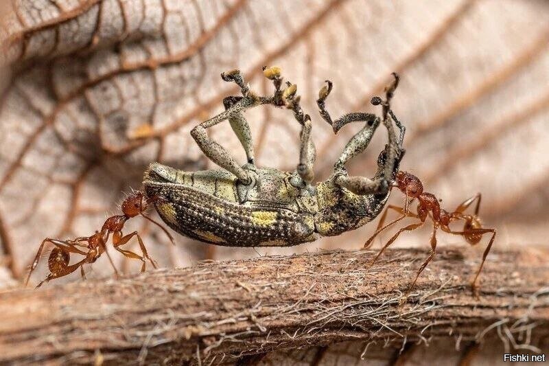 Два муравья выносят трупик долгоносика дабы избежать инфекции