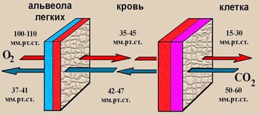 Зачем фридайверы закрывают друг другу рот рукой