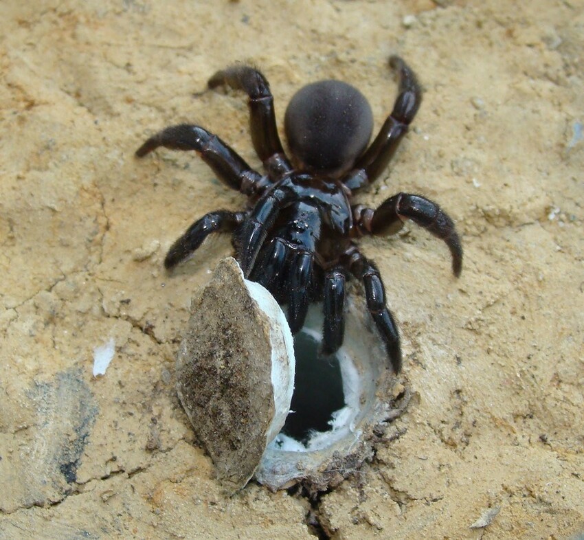Африканский паук-каменщик: Плетёт из паутины целую нору, которая превращается в капкан смерти для проходящих мимо существ