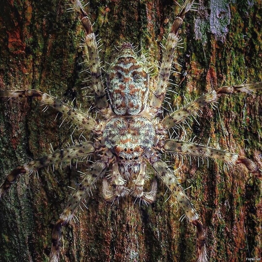 Мастер маскировки — паук Pandercetes gracilis