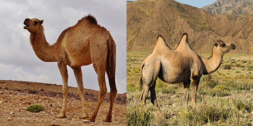 Сколько горбов будет у верблюжонка, если у одного из родителей их два, а у второго – один?