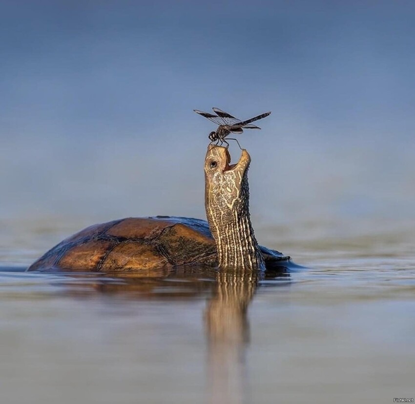 Черепаха и стрекоза от фотографа @tzahi_finkelstein