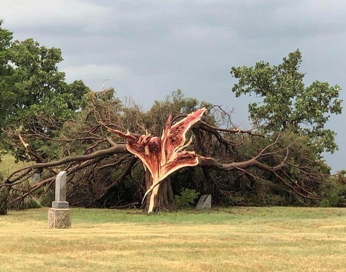 Кедр, разбитый бурей, Канзас
