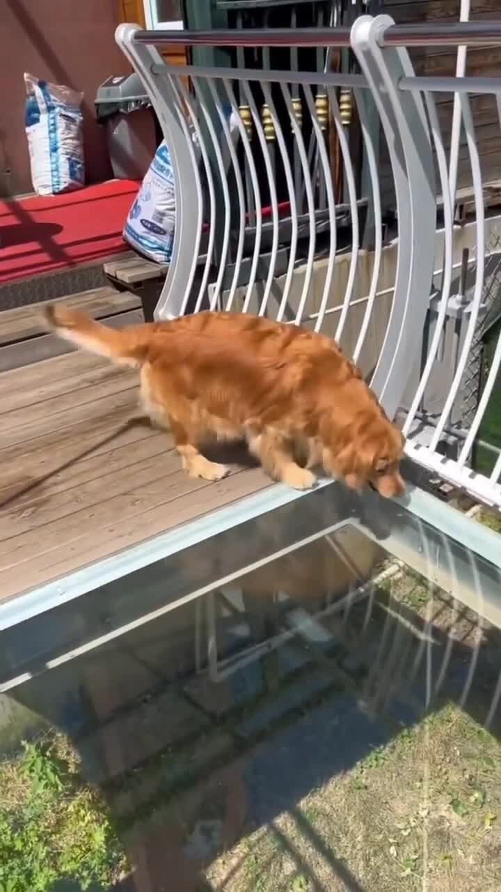 Пес боится идти по стеклянному мосту 