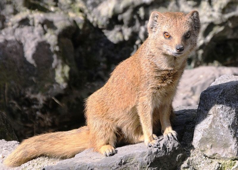 Кошатники и собачники: вы в каком лагере?