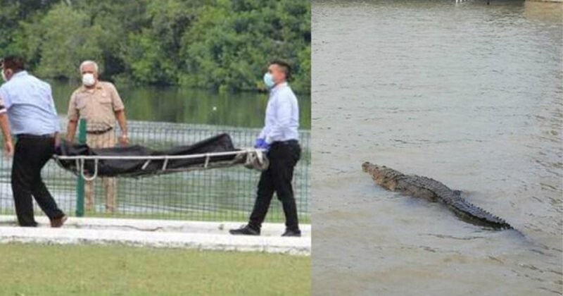 В Мексике гигантский крокодил убил мужчину, когда тот купался в Лагуна-дель-Карпинтеро