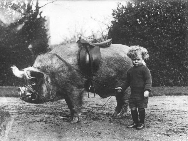 Ребенок с семейной домашней свиньей в 1930 году