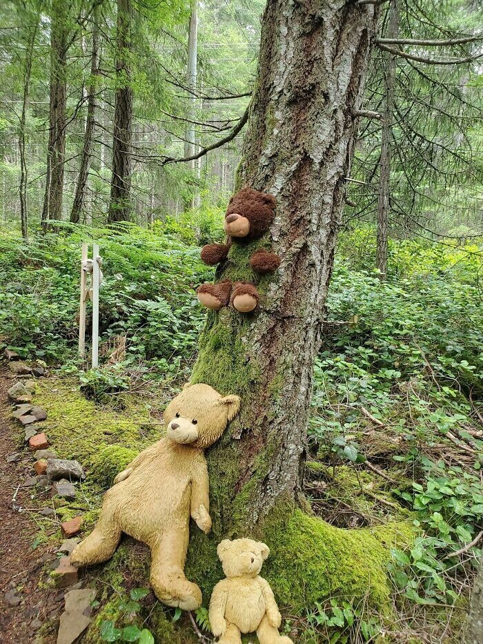 28. В этом лесу водятся медведи