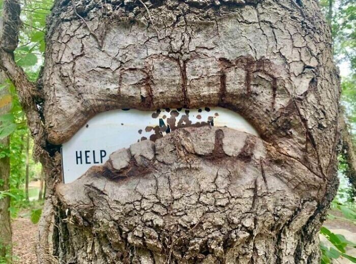 3. Дерево выросло вокруг таблички, на которой осталось видно только «Помогите»