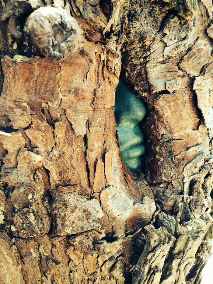 2. Это дерево выросло вокруг каменной скульптуры и теперь внутри него заперт зеленый человек