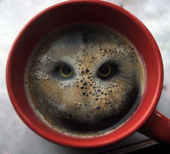 Кофейная сова