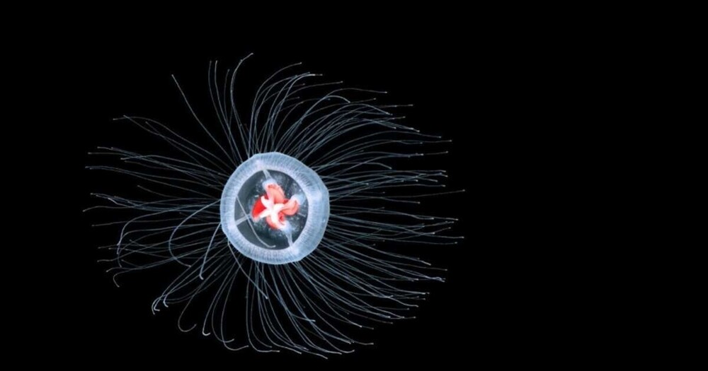 Игра медуза. Turritopsis dohrnii. Turritopsis nutricula. Медуза Turritopsis nutricula. Turritopsis dohrnii бессмертные.