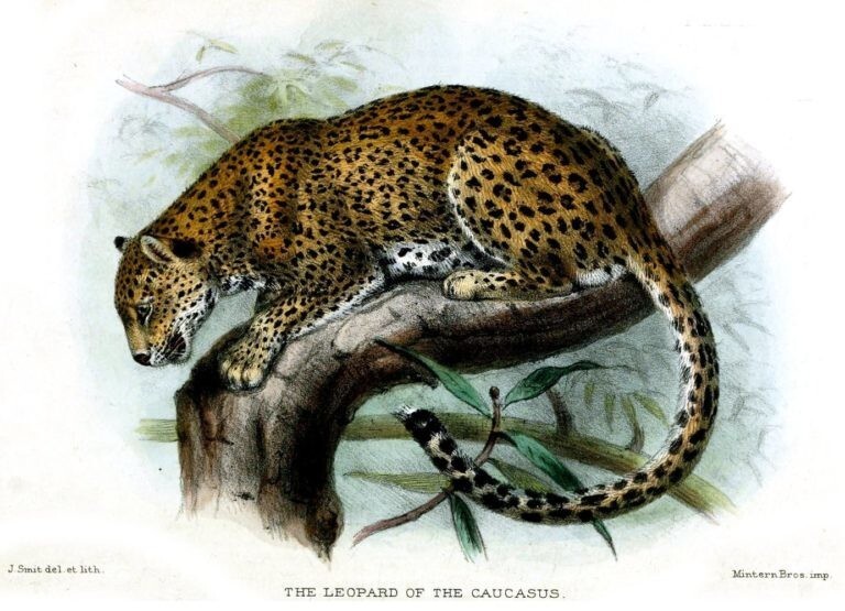 Пятнистый анахорет Кавказа: переднеазиатский леопард