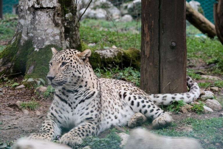 Пятнистый анахорет Кавказа: переднеазиатский леопард