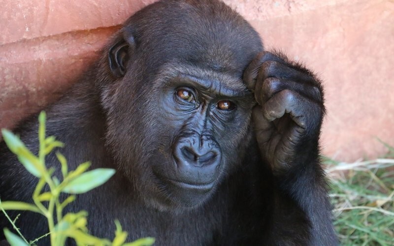 Почему нельзя научить примата разговаривать?