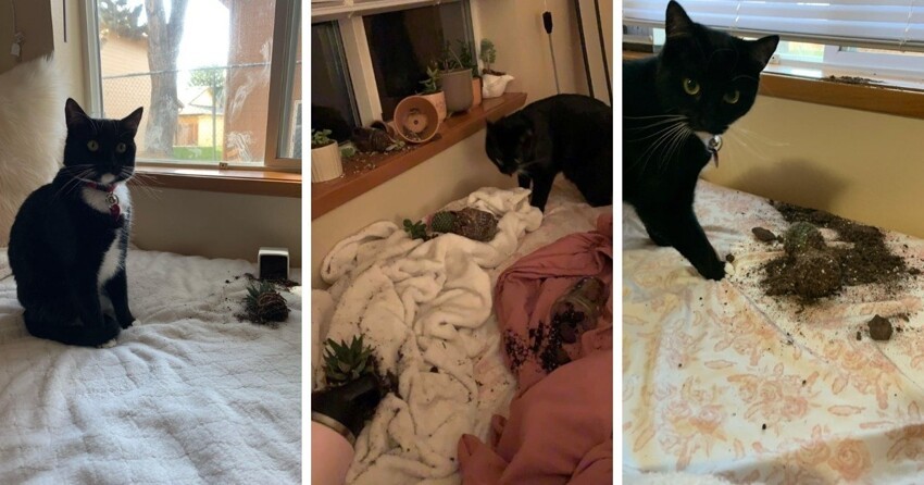 17 фотографий наглых котов, чьё первое имя — пакость