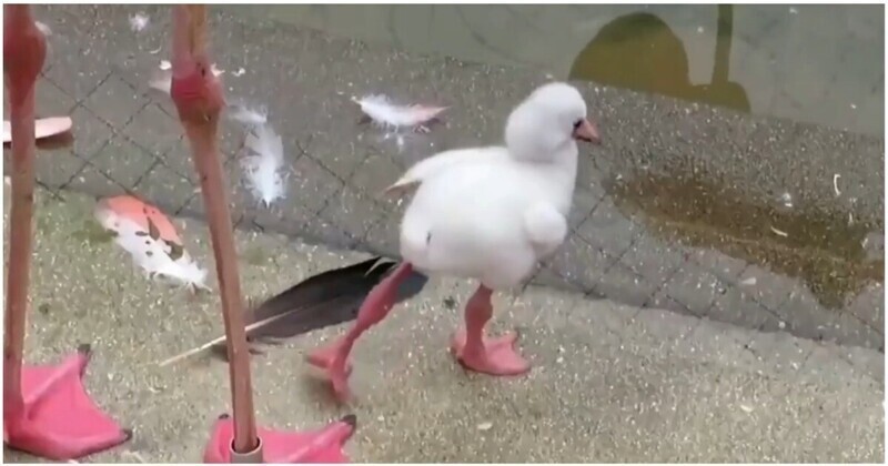 Птенец фламинго учится стоять на одной ноге