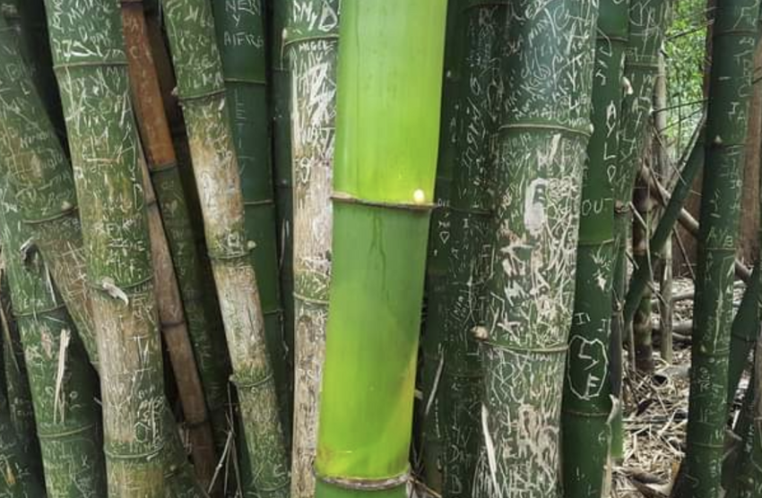 Во время пандемии в бамбуковом лесу вырос новый, нетронутый туристами бамбук