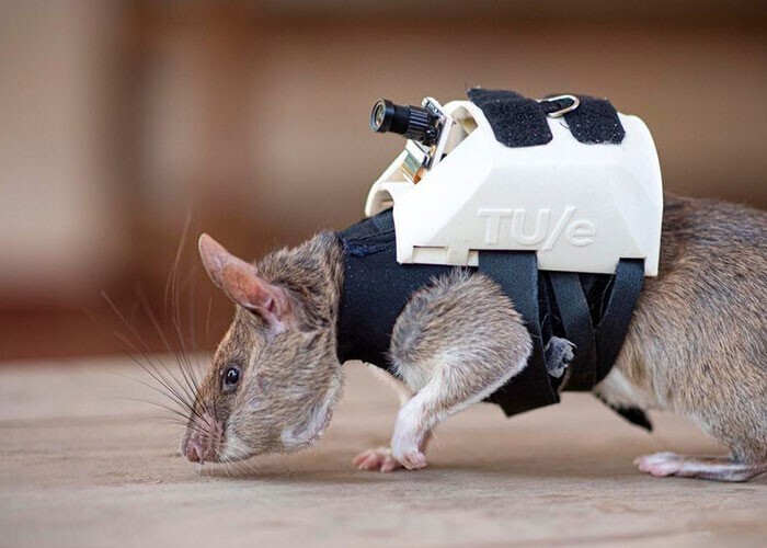 Крысы будут искать людей и "вынюхивать" болезни наравне с собаками