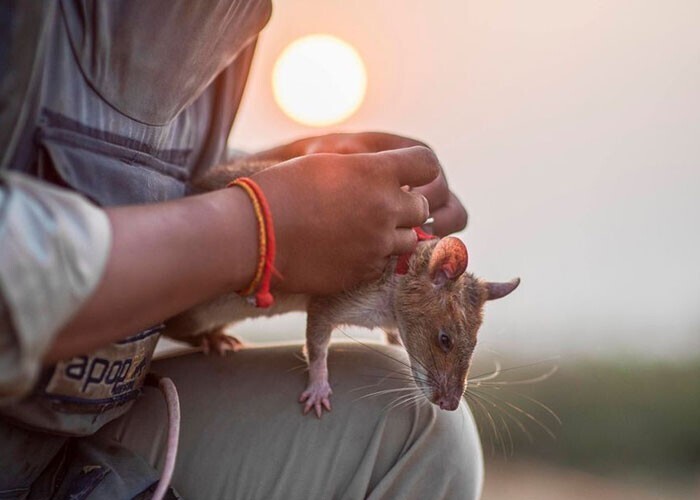Крысы будут искать людей и "вынюхивать" болезни наравне с собаками