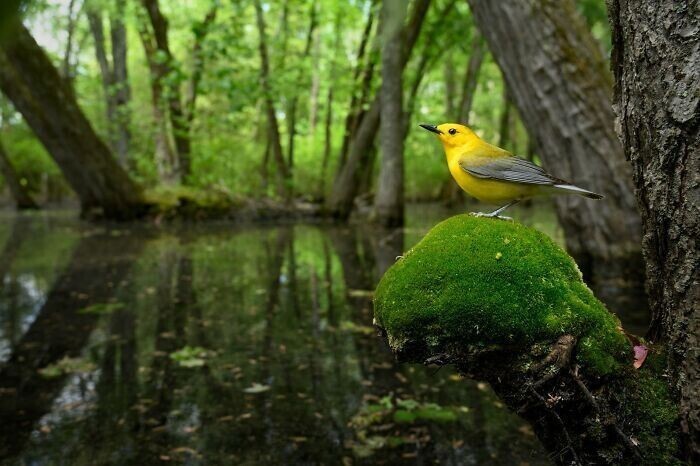 Красавец на болоте. Фотограф Raymond Hennessy