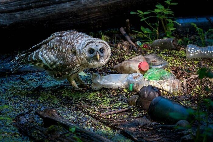 "Сова и мусор", фотограф Kerry Wu