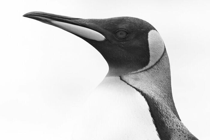 Портрет королевского пингвина. Фотограф Rafael Armada