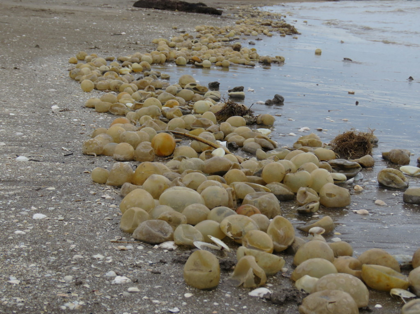 Аделомелон бразильский: тысячи «водяных бомбочек» выбрасывает на побережья