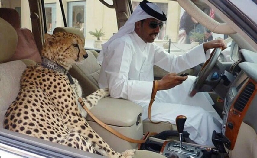 Безумные вещи, которые можно увидеть только в Дубае!