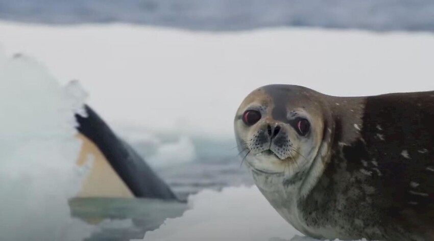 Косатки выбрали интересную тактику для поимки спрятавшегося на льдине тюленя