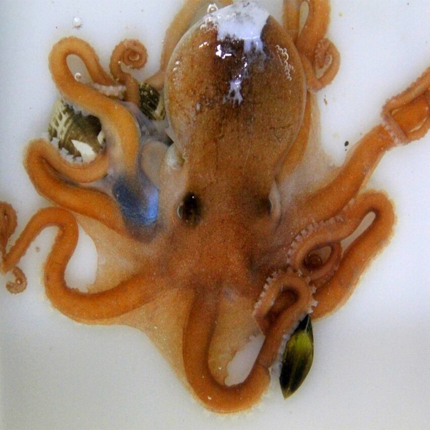 "Едят, сами не зная что!": учёные обнаружили новый вид осьминогов на рынке в Китае