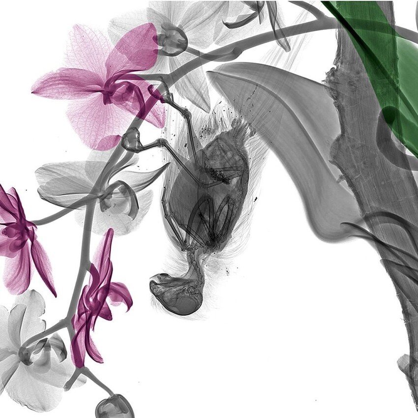 Как выглядят растения и животные в рентгеновском излучении