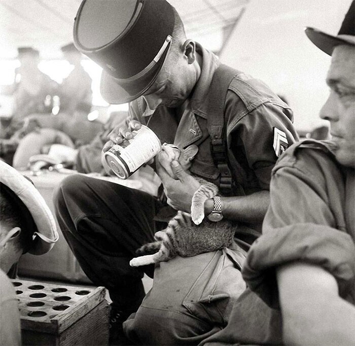 Французский солдат кормит котенка, Индокитай, 1956 год