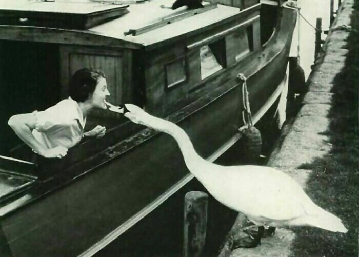 Лебедь на Темзе отнимает у туристки угощение, 1958 год