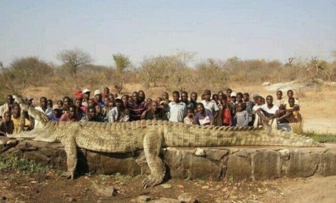 Огромный крокодил в Зимбабве