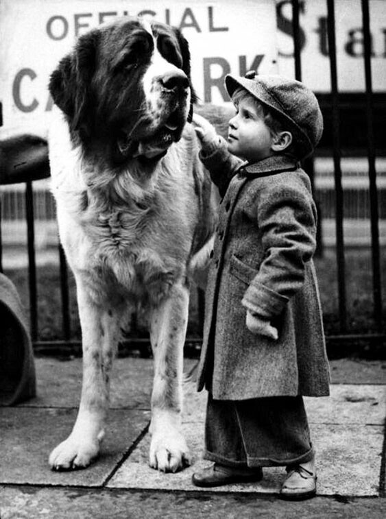 Мальчик со своим сенбернаром на выставке собак "Крафтс", Лондон, 1950 год