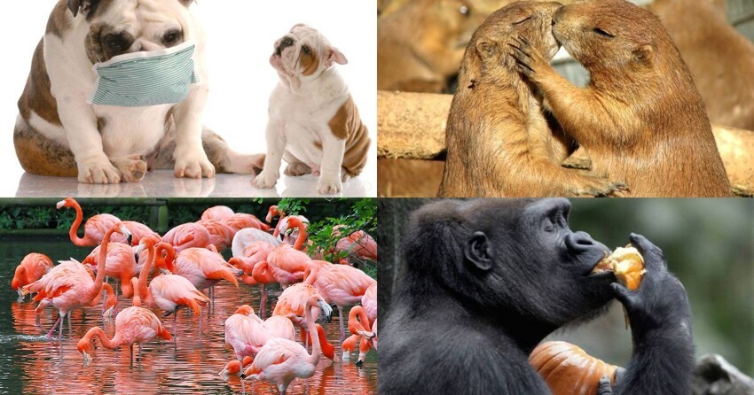 Поющие гориллы, собаки аллергики и другие удивительные вещи из животного мира