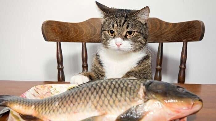 Кот пытается украсть чужую рыбу