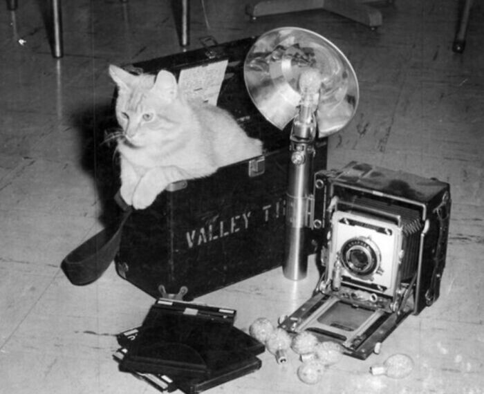 Кот фотографа. 1960 год