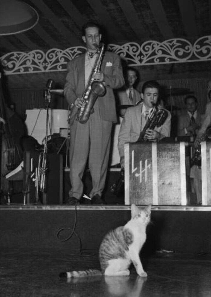Кот на концерте в 1946 году