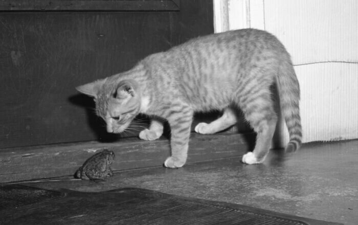 Знакомство с жабой. 1953 год