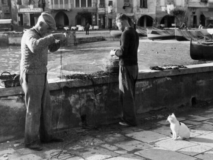 Кот ждёт рыбки возле итальянских рыболовов. 1960 год